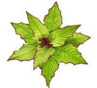 Poinsettias: 28cm | Lime with Red glitter | 5 pack